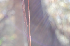 Vitis rotundifolia rotundifolia