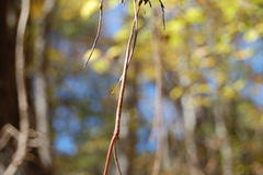 Vitis rotundifolia rotundifolia