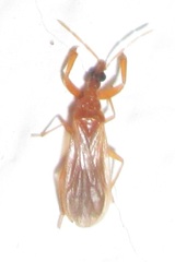 Enicocephalidae