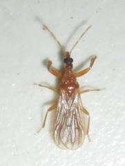 Enicocephalidae