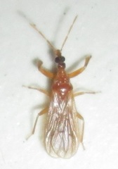 Enicocephalidae
