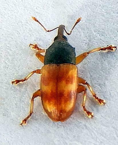 Notolomus bicolor
