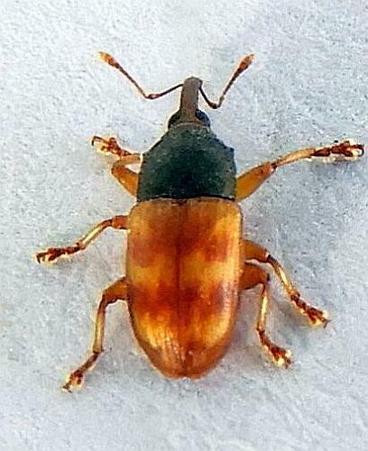 Notolomus bicolor