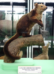 Vogelkop Tree Kangaroo photo 4