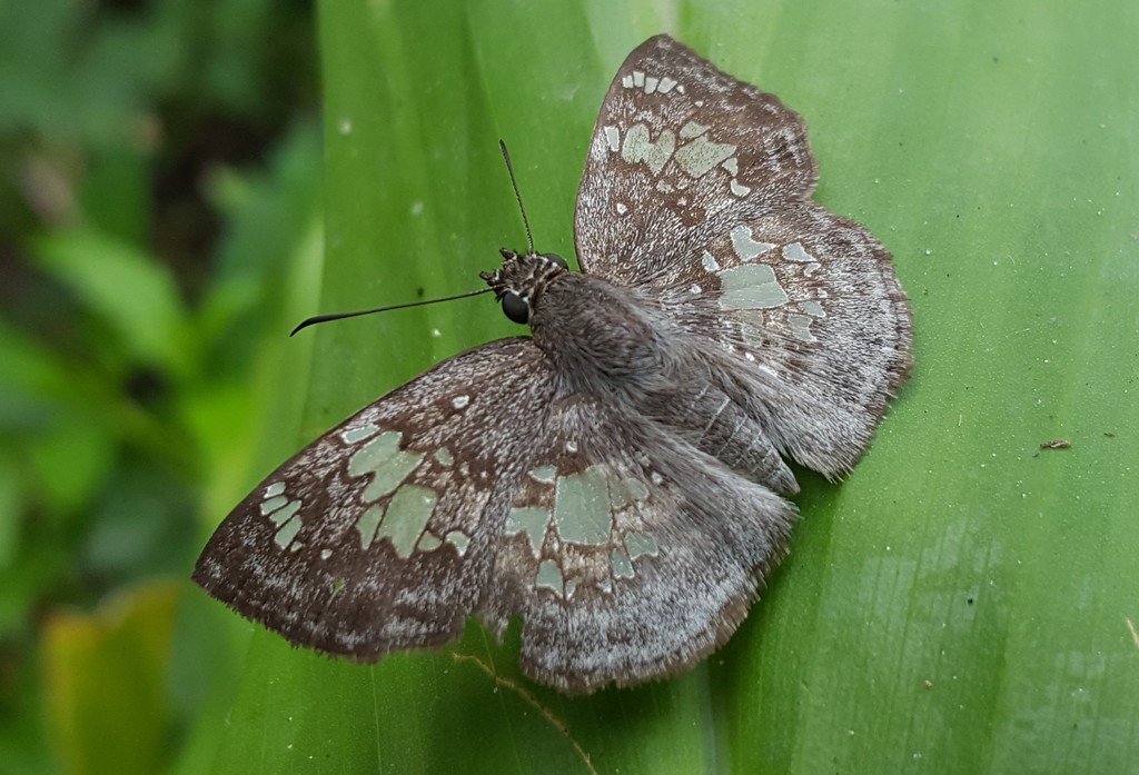Glassy-winged Skipper