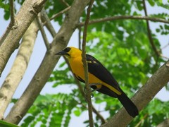 Gymnomystax mexicanus