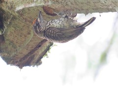 Picumnus squamulatus