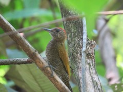 Dryobates passerinus