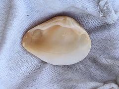 Kalolophus speciosus