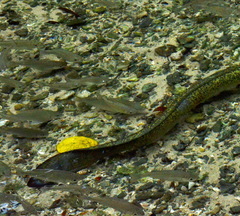 Kuhlia marginata