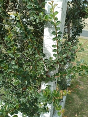 author not stated, no rights reserved Schinus microphylla, photograph author not stated, no rights reserved