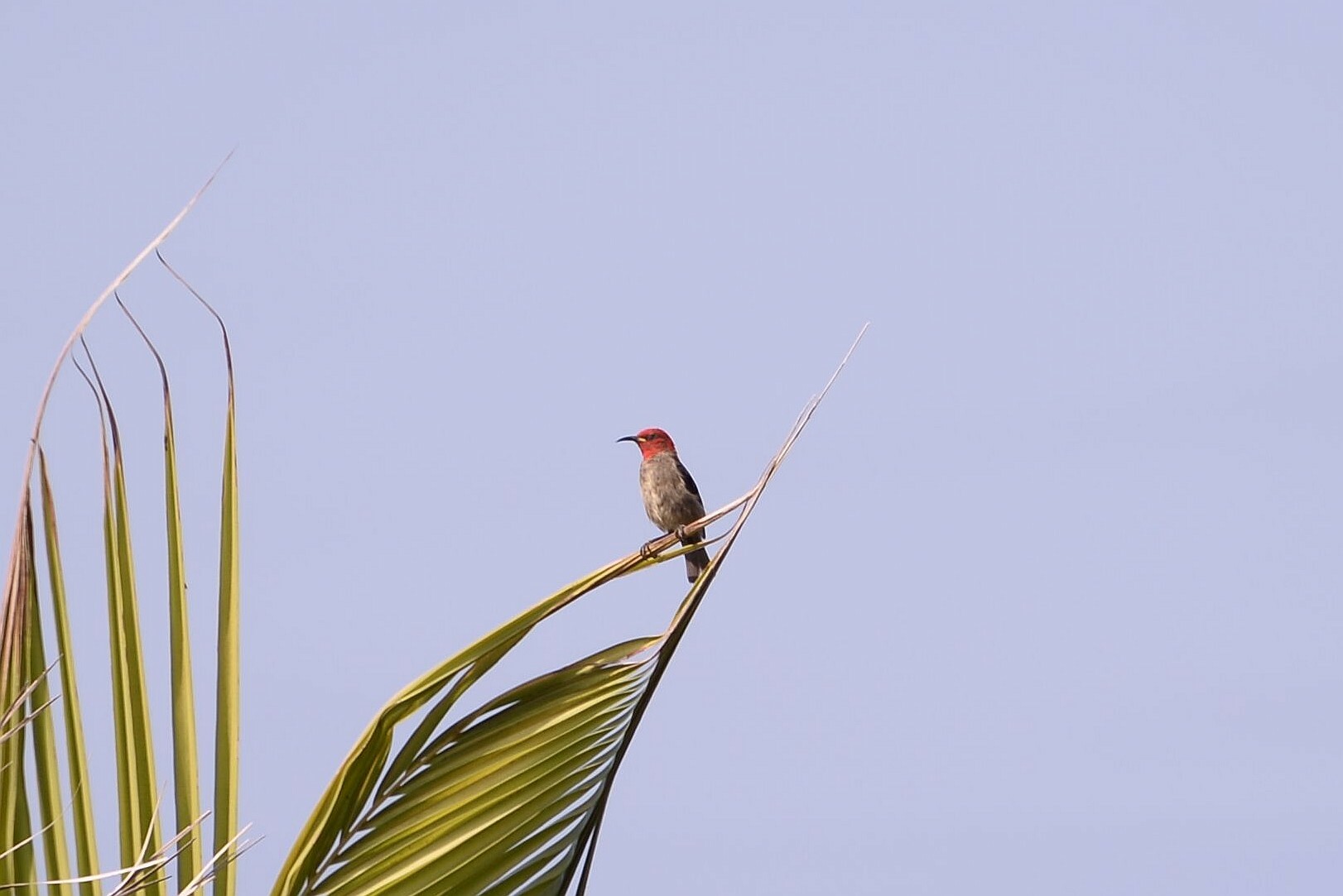 Cardinal Myzomela illustration