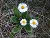 Mountain Daisies - Photo (c) michellelambert, some rights reserved (CC BY-NC), uploaded by michellelambert