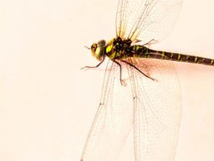 Aeshnidae