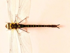 Aeshnidae