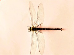 Aeshnidae