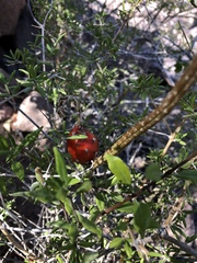 Peniocereus striatus