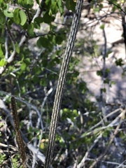 Peniocereus striatus