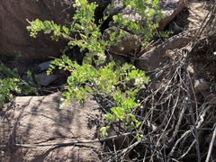 Stegnosperma halimifolium