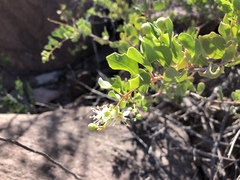 Stegnosperma halimifolium