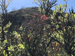 Psittacanthus sonorae