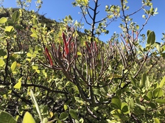 Psittacanthus sonorae