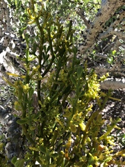 Phoradendron brachystachyum