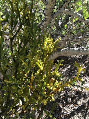 Phoradendron brachystachyum