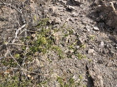 Atamisquea emarginata