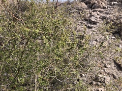 Atamisquea emarginata