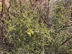 Atamisquea emarginata