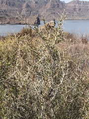 Castela peninsularis