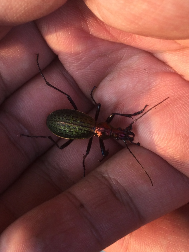 Carabus constricticollis