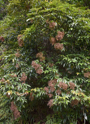 Ackama australiensis