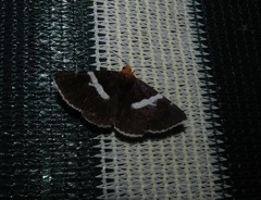 Buzara frontinus