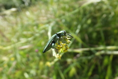 Anthaxia hungarica