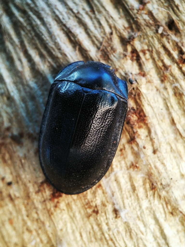 blue piedish beetles in June 2023 by cinclosoma · iNaturalist