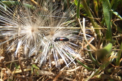 Divales bipustulatus