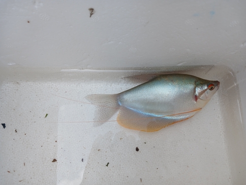 Moonbeam gourami (Trichopodus microlepis) — Osphronemidae