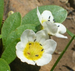 Hesperochiron pumilus