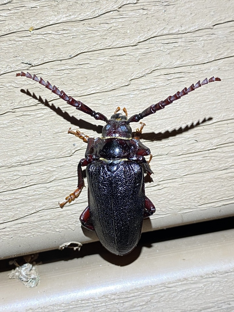 Broad-necked Root Borer