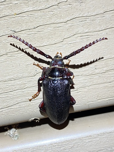 Prionus laticollis (Drury, 1773)