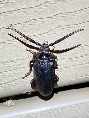 Broad-necked Root Borer