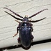 Broad-Necked Root Borer