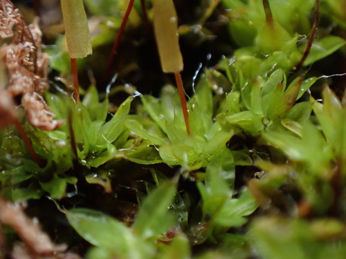 Image of Encalypta rhaptocarpa by no rights reserved