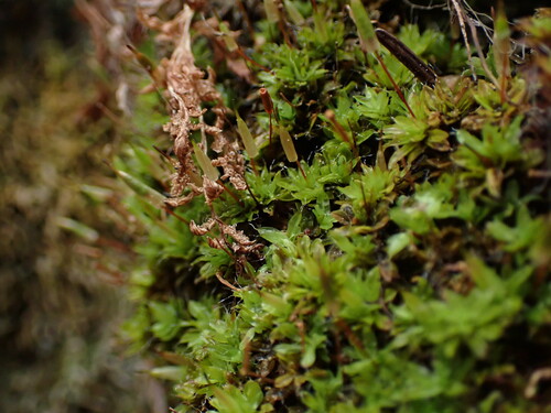 Image of Encalypta rhaptocarpa by no rights reserved
