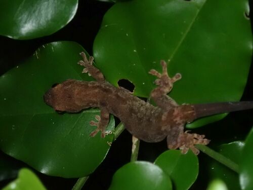 Vanuatu Scaly-toed Gecko, Lepidodactylus vanuatuensis