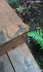 Abronia montecristoi