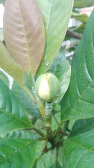 Magnolia gilbertoi