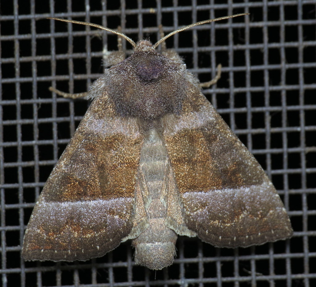 Eupatorium Borer Moth